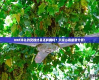 DNF凈化的靈魂結晶還有用嗎？玩家必看最新分析！