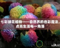 七彩球花植物——自然界的色彩魔法，點亮生活每一角落