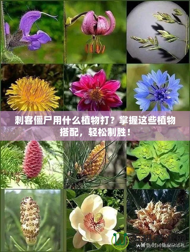 刺客僵尸用什么植物打？掌握這些植物搭配，輕松制勝！